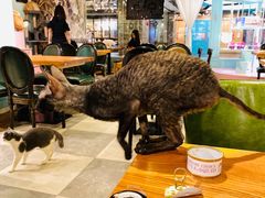 -猫小院猫主题餐厅(三里屯店)