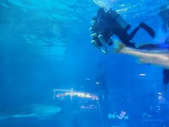 -烟台海昌鲸鲨海洋公园