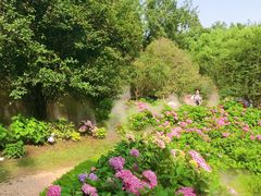 -上海共青森林公园