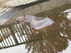 -合肥野生动物园