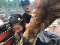 -清迈夜间动物园
