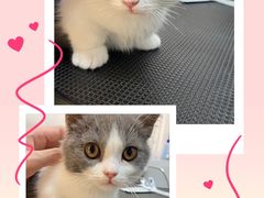 -babydoll猫舍·米努特·德文·缅因(久光中心店)