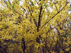 -森林公园(尖草坪区)