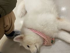 -共舞时光猫咖·狗咖(新街口店)