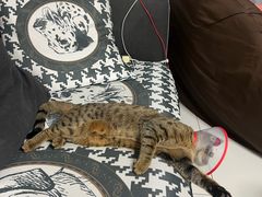 -瑞派·关忠动物医院·异宠专科·犬猫肿瘤·皮肤专科(望京店)