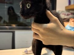 -御宝贝·A梦猫科宠物医院(国际猫友好医院)