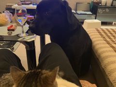 -帕帕拉兹宠物(亚洲旗舰店)