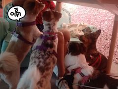 -百好乐宠物友好餐厅(朝外大街店)