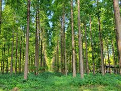 -黄海国家森林公园