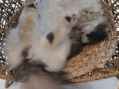 -飞行喵MR PILOT|猫舍·猫咖(静安大融城店)