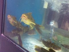 -全乐鱼馆·淳牌有机鱼直营店