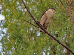 -上海市民办金苹果学校