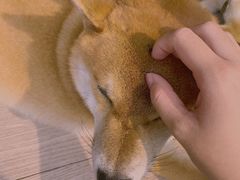 -柴犬高等学院·狗咖·柴犬售卖·宠物训练