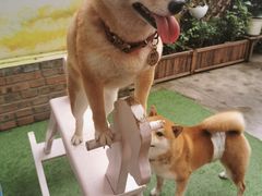 -柴犬高等学院·狗咖·柴犬售卖·宠物训练