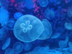 -海合安青岛极地海洋公园