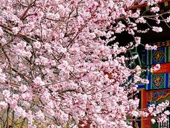 -桃花堤公园