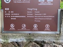 -都江堰中华大熊猫苑