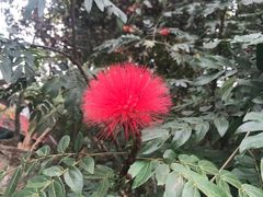 -西双版纳原始森林公园