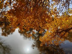 -金塔沙漠胡杨林景区