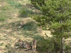 -鄂尔多斯野生动物园