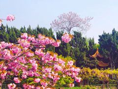 -嘉定紫藤园