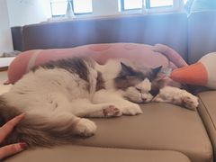 -猫腻·猫咖·撸猫馆(星光大道店)
