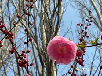 原本的玉渊潭公园樱花节取消了，改成了预约进入