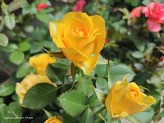 -大妙火锅·非物质文化遗产(东湖公园店)