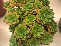 -金陵花卉交易市场