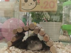 -龙猫仔乐园(惠福东路店)