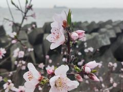 -上海滨江森林公园