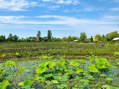 -池杉湖湿地公园