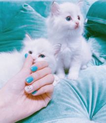 -盼兮·日式美睫沙龙