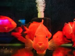 -循礼门鲜花花市(武汉循礼门店)