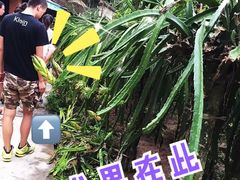 -西双版纳傣族园