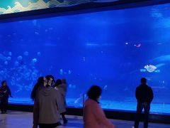 -烟台海昌鲸鲨海洋公园