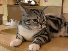 -猫和宫(六道口店)