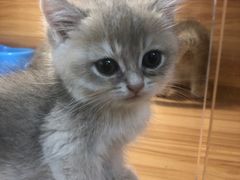 -猫十亿·布偶金渐层·曼基康矮脚猫舍(青年路店)