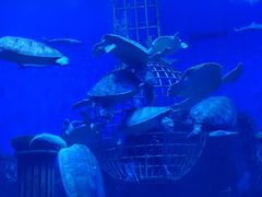 -芜湖新华联大白鲸海洋公园