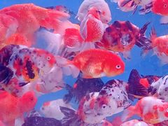 -青石桥花鸟鱼虫市场(叠翠城店)