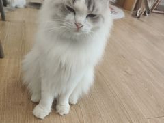 -有喵·猫咖·狗咖·30几只猫10只小狗(岗厦店)