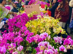 -溪岸路花鸟市场