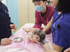 -北京观赏动物医院·24小时大型综合·猫专科·异宠专科