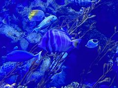 -太平洋海底世界