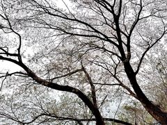 -重庆平顶山公园