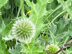 -白草畔自然风景区