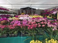 -龙大花卉苗木市场