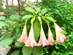 -广州神农草堂中医药博物馆