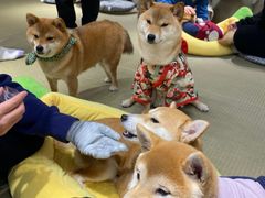 -逗柴咖啡屋·狗咖猫咖宠物桌游