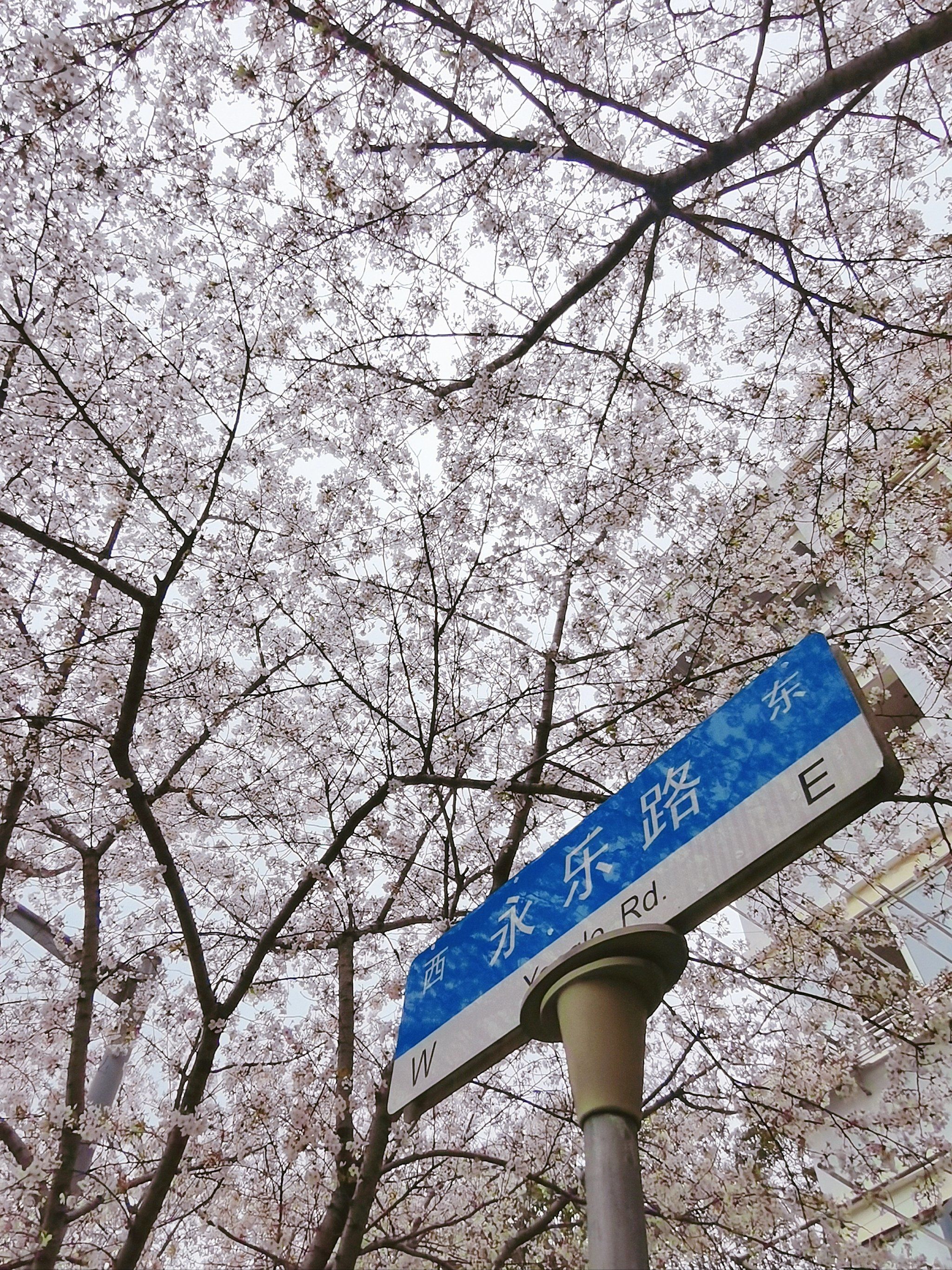 宝山永乐路的樱花